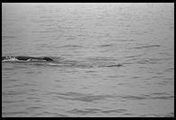 Whale Watch.  Hawaii