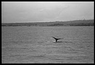 Whale Watch.  Hawaii