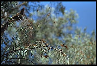 Monarch Butterflies, Santa Cruz, California