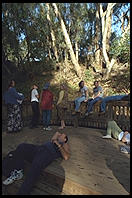 Monarch Butterflies, Santa Cruz, California
