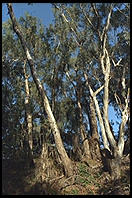 Monarch Butterflies, Santa Cruz, California
