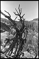 Bryce Canyon.  Utah.
