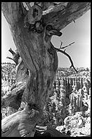 Bryce Canyon.  Utah.