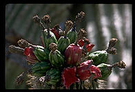 Cactus.  Goodyear, Arizona.