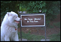 George.  No Dogs Allowed.  Outside Cambridge (MA) Public Libary
