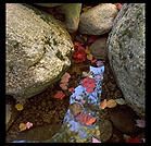 Leaves.  New Hampshire