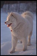 George.  Melrose.  circa 1987.