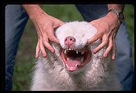 Harry Greenspun and George.  Melrose circa 1985.