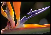 Bird of paradise.  Terrace of the Getty Center. Los Angeles, California.