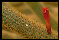 Cactus. Moorten Botanical Garden. Palm Springs, California.