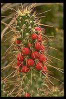 Cactus. Moorten Botanical Garden. Palm Springs, California.