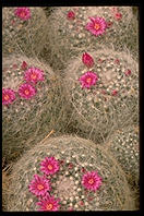 Cactus.  Moorten Botanical Garden.  Palm Springs, California.