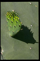 Cactus.  Moorten Botanical Garden.  Palm Springs, California.