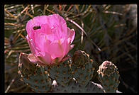 Cactus. Moorten Botanical Garden. Palm Springs, California.