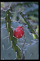 Cactus.  Moorten Botanical Garden.  Palm Springs, California.