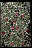 Cactus.  Moorten Botanical Garden.  Palm Springs, California.