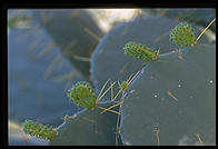 Cactus.  Moorten Botanical Garden.  Palm Springs, California.