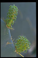 Cactus.  Moorten Botanical Garden.  Palm Springs, California.