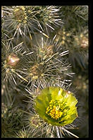 Cactus Flower. Palm Canyon Drive. Palm Springs, California.