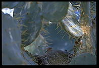 Dove.  Moorten Botanical Garden.  Palm Springs, California.