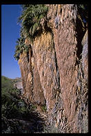 Fan Palms. This is California's only native species of palm tree.  Palm Canyon.  Palm Springs, California