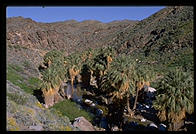 Fan Palms. This is California's only native species of palm tree.  Palm Canyon.  Palm Springs, California