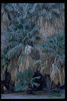 Fan Palms. This is California's only native species of palm tree. Palm Canyon. Palm Springs, California