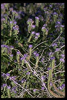 Flowers. Palm Canyon Drive. Palm Springs, California.