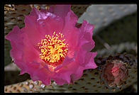 Garden. Getty Center.  Los Angeles, California.