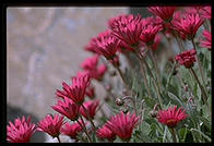 Garden. Getty Center. Los Angeles, California.