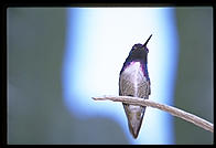 Hummingbird.  Moorten Botanical Garden.  Palm Springs, California.