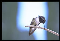 Hummingbird.  Moorten Botanical Garden.  Palm Springs, California.