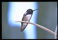 Hummingbird. Moorten Botanical Garden. Palm Springs, California.