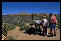 Mojave Desert.  Joshua Tree National Park