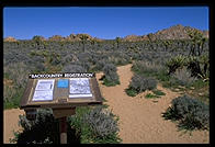 Mojave Desert.  Joshua Tree National Park