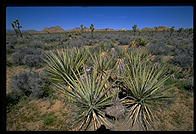 Mojave Desert.  Joshua Tree National Park