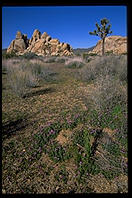 Joshua Tree National Park
