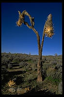 Joshua Tree National Park