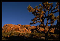 Joshua Tree National Park