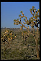 Joshua Tree National Park