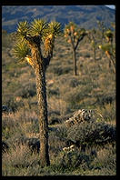 Joshua Tree National Park
