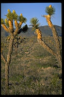 Joshua Tree National Park