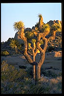 Joshua Tree National Park