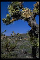 Joshua Tree National Park