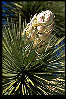 Flowering Joshua Tree. Joshua Tree National Park