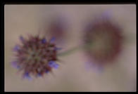 Joshua Tree National Park