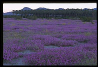 Field of wildflowers. Palm Desert, California