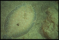 Flat fish.  Caribbean.