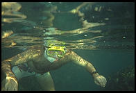 Snorkeler.  Caribbean.