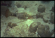 Spiny Lobster.  Caribbean.